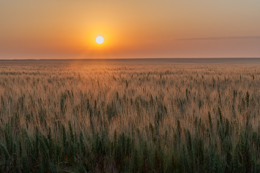 The sun is setting with an orange glow over a field of ripe wheat on the great plains of the United States.