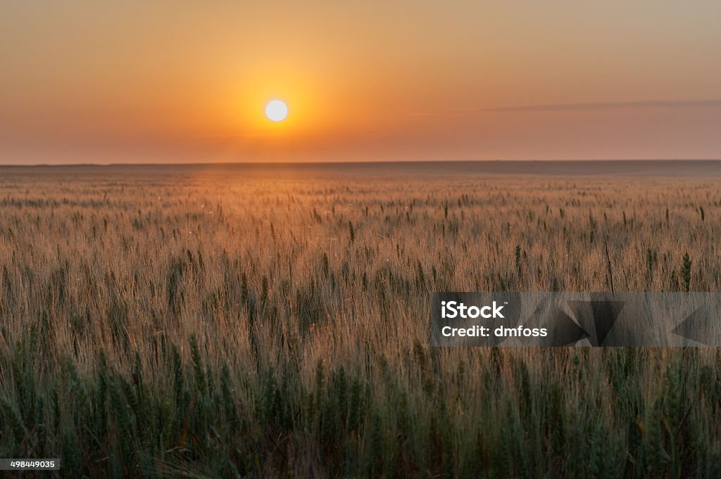 Evening on the Prairie The sun is setting with an orange glow over a field of ripe wheat on the great plains of the United States. Oklahoma Stock Photo
