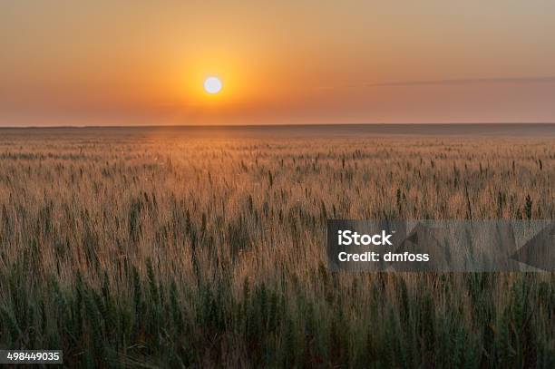 Evening On The Prairie Stock Photo - Download Image Now - Oklahoma, Prairie, Texas