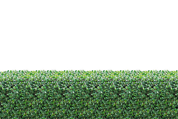 istock Bushes Fence  isolated on White Background 498455526