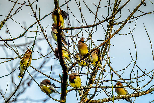 Tree Full of Waxwings Cedar waxwings congregated in a tree in mid November in Westerville, Ohio. cedar waxwing stock pictures, royalty-free photos & images