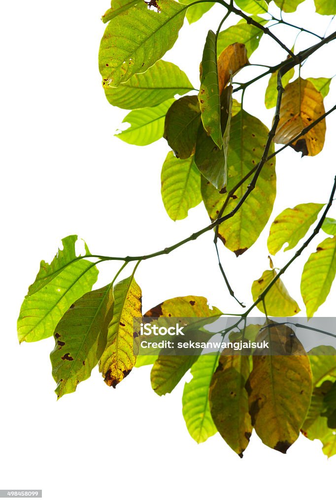 green and yellow leaf green and yellow leaf on white background Abstract Stock Photo