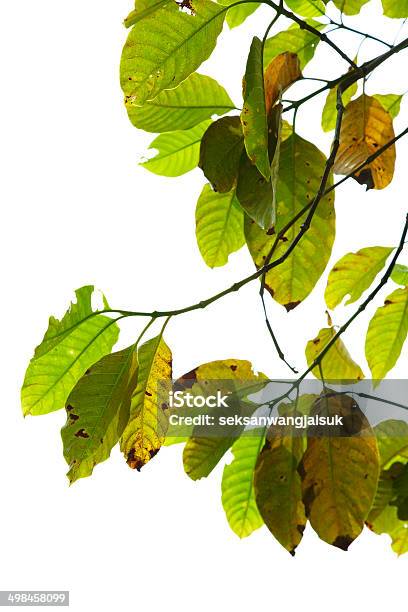 Green And Yellow Leaf Stock Photo - Download Image Now - Abstract, Autumn, Backgrounds