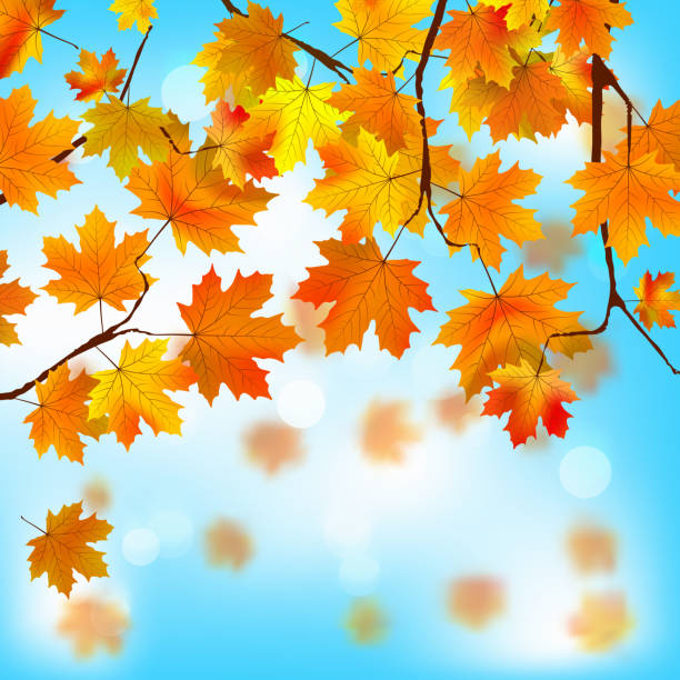 istock Red and yellow leaves against blue sky. EPS 8 498458153