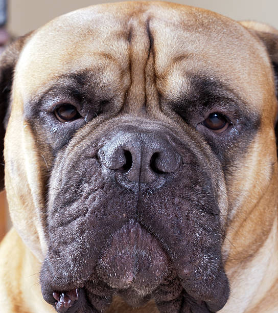 istock Portrait of a big dog 498458204