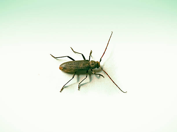 istock Ergates spiculatus, Leconte 498458960