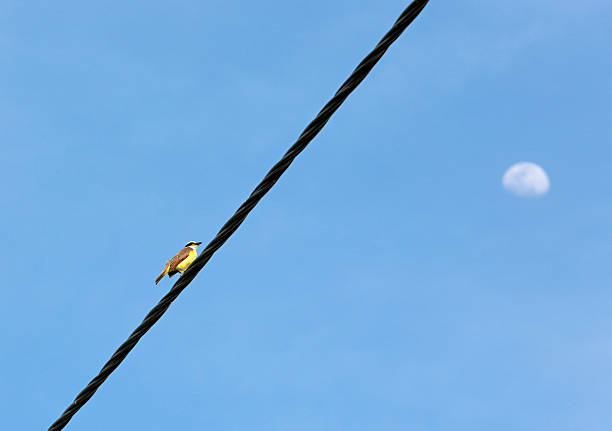 Rusty-margined Flycatcher on a wire, French Guiana, overseas department and region of France.Rusty-margined Flycatcher (Myiozetetes cayanensis) is a species of bird in the Tyrannidae family, the tyrant flycatchers, here seen downtown Mana. Mana is a commune and town in French Guiana.