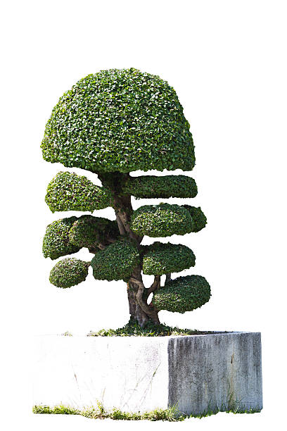 dwarf of garden decoration style in outdoor park dwarf of garden decoration style in outdoor park dwarf pine trees stock pictures, royalty-free photos & images