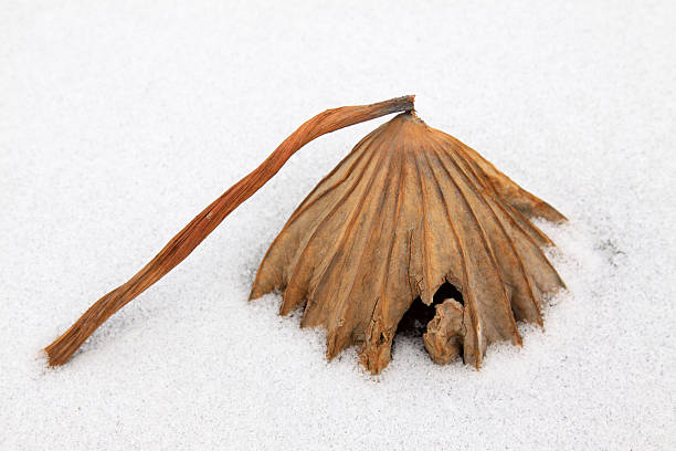 istock dry lotus leaf in the snow 498460078