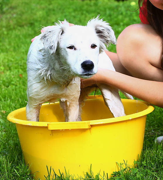 istock ids wash white puppy in the basin 498460206