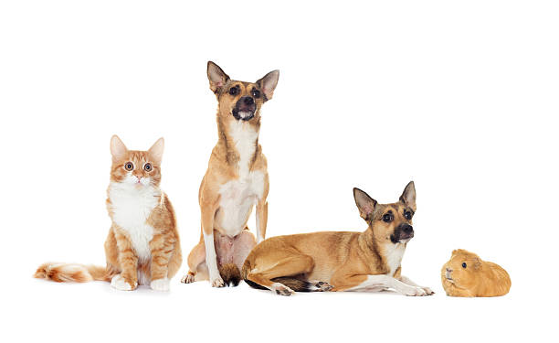 istock set of animals 498460440