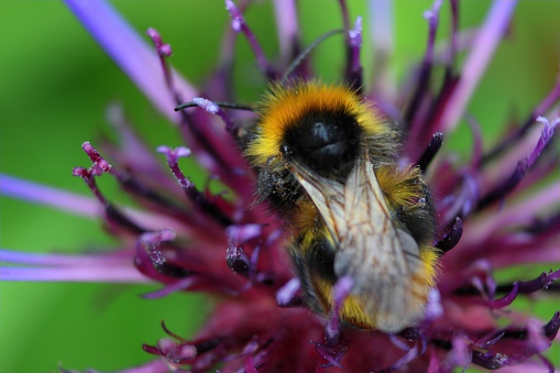 A bee on a perennial cornflower.