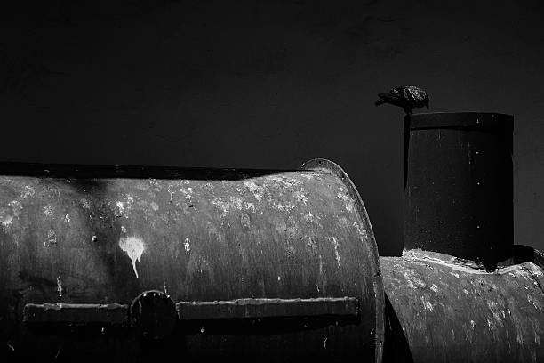 istock pigeon on abandoned metal tube 498461361