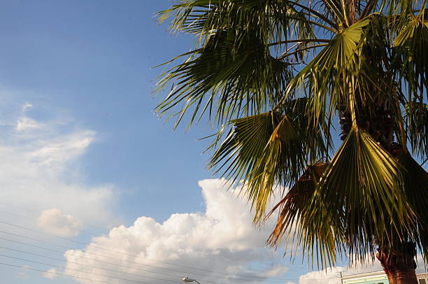 istock palm trees in the blue sunny sky 498461402