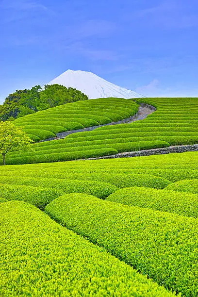 Fresh green tea plantation and Mt. Fuji
