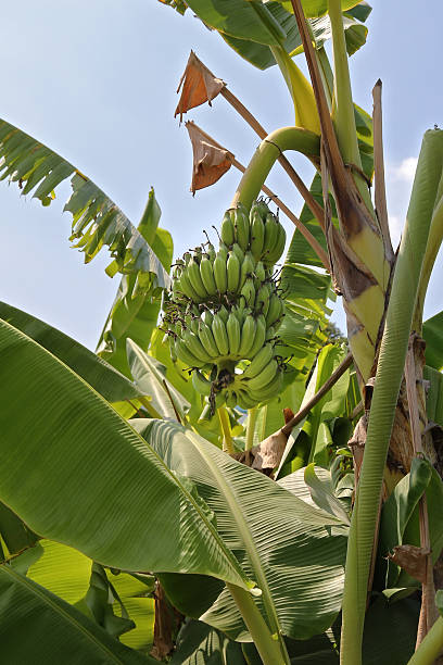 istock stem of green bananas 498462375
