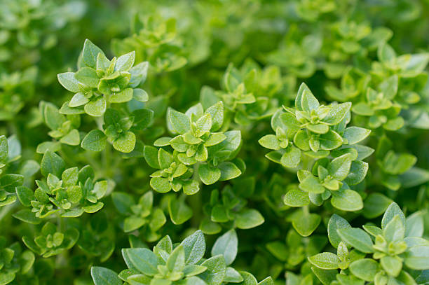 istock fresh green basil in garden 498462781