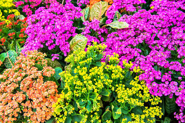 istock Kalanchoe house plant, close up 498462953