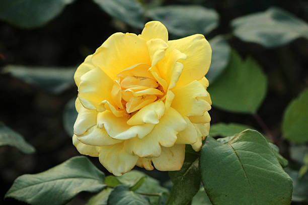 istock Rosa JapaneseTheater - Rose 498462955