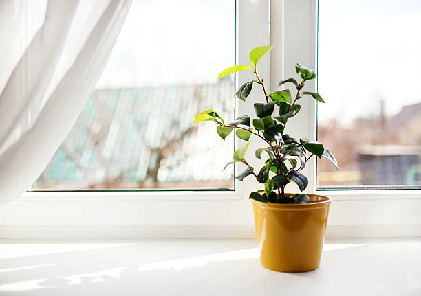 istock Decorative flowers in flowerpot on windowsill 498463541