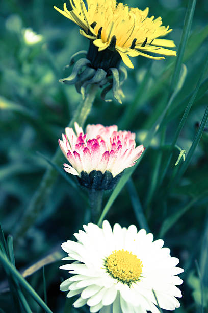 менструация - meadow single flower bud cornflower стоковые фото и изображения
