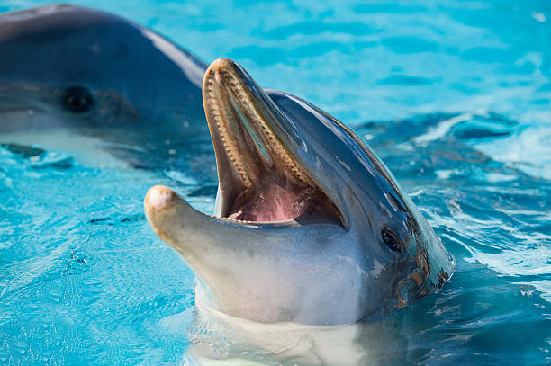 istock dolphin portrait looking at you 498463720