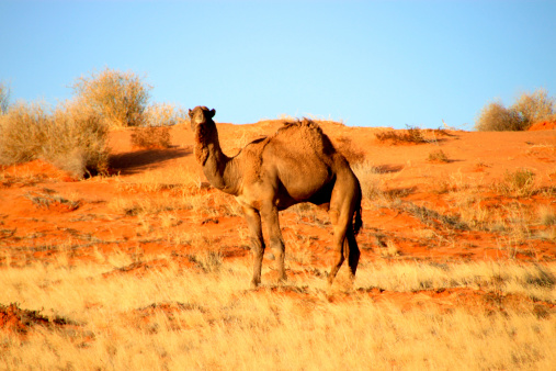 Camels at Pushkar Camel Fair (Pushkar Mela) in Pushkar, Rajasthan, India