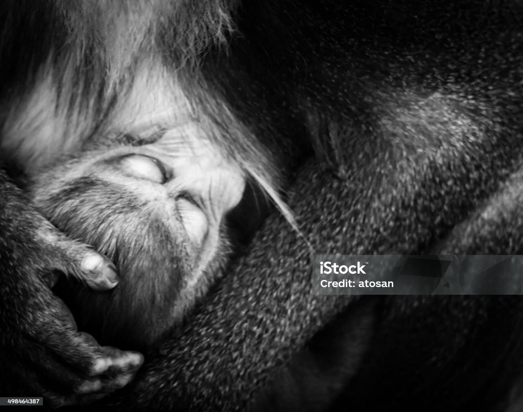 Mandrill with Baby Close-up of a Mandrill (ape) with baby. Africa Stock Photo