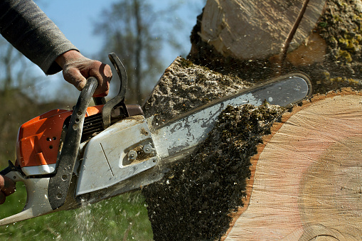 Man cuts a fallen tree, Dangerous work.