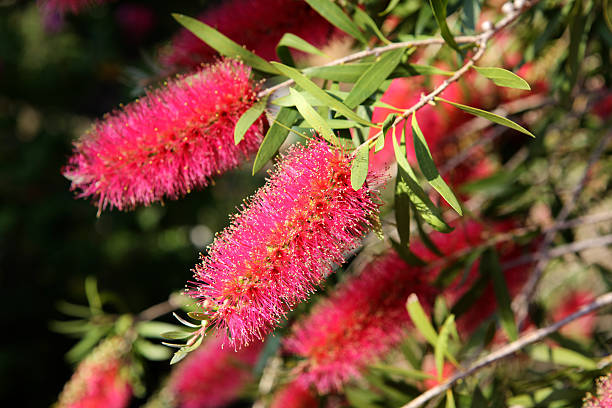 istock Flowering Pink Bottlebrush 498465472
