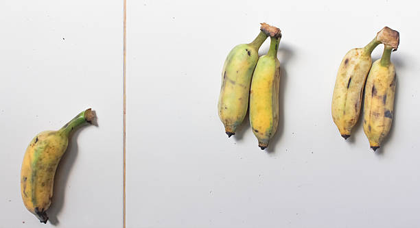 istock Bunch cultivated banana 498467358