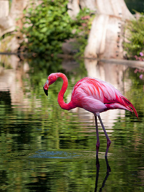 flamingo  - american flamingo fotografías e imágenes de stock