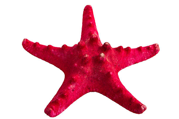 istock sea star isolated on white 498472735
