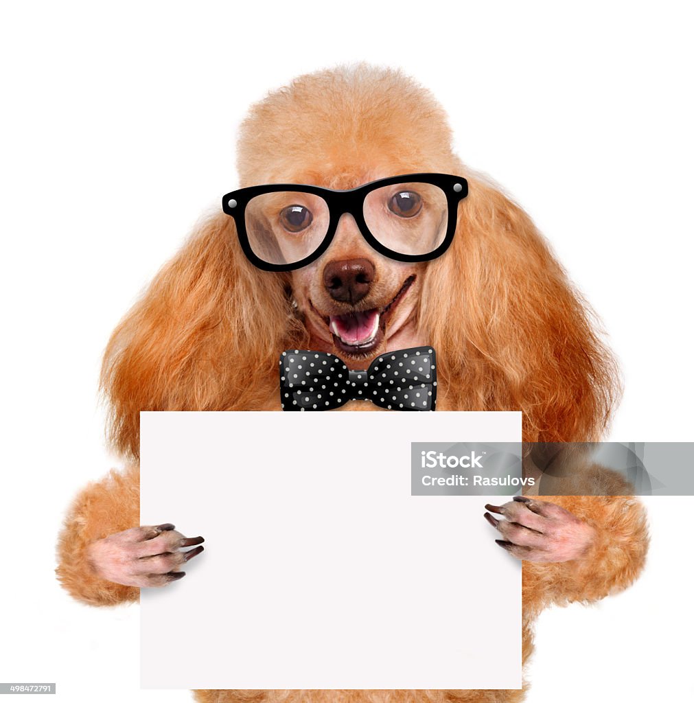 Perro sosteniendo un banner en blanco - Foto de stock de Alegre libre de derechos