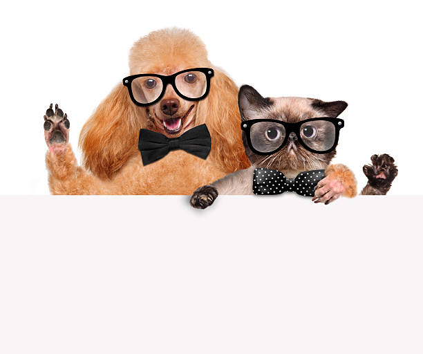 istock Dog with a cat holding in his paws white banner. 498472861