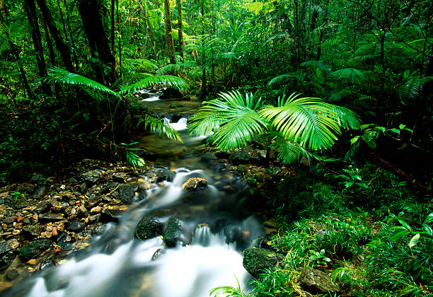 daintree-regenwald, australien - tropical rainforest waterfall rainforest australia stock-fotos und bilder