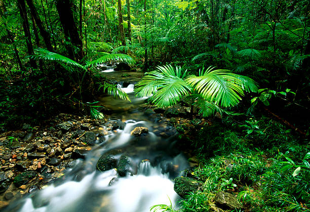 데인트리 열대 우림 (daintree rainforest), 호주 - rainforest australia river waterfall 뉴스 사진 이미지