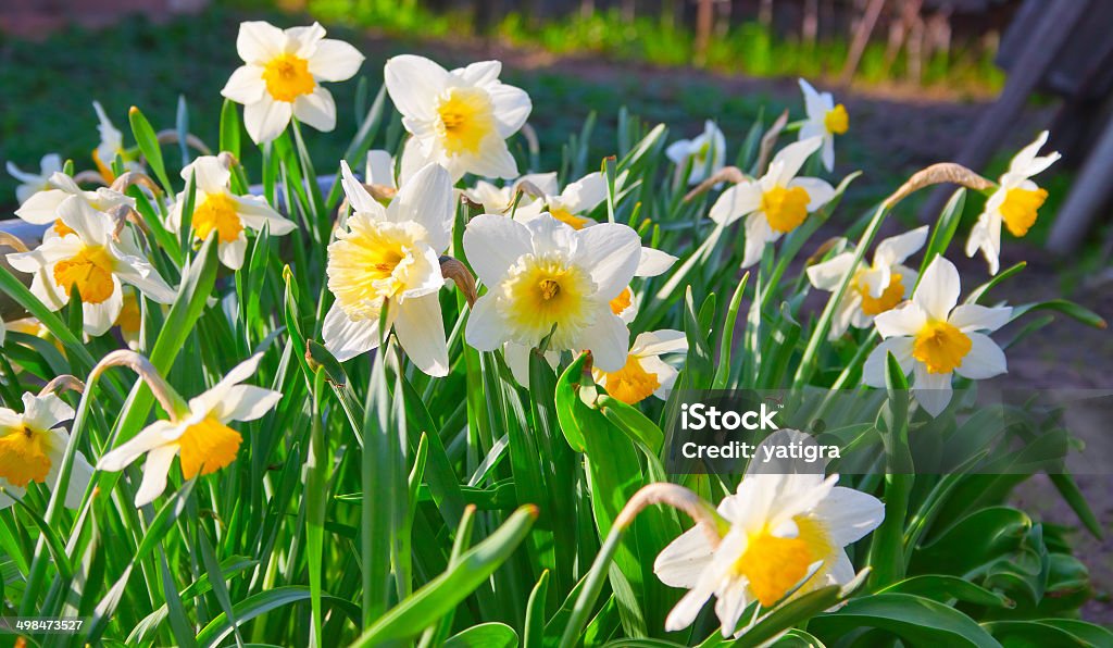 spring time: lush blooming daffodils spring time: flower bed with lush blooming daffodils Agricultural Field Stock Photo