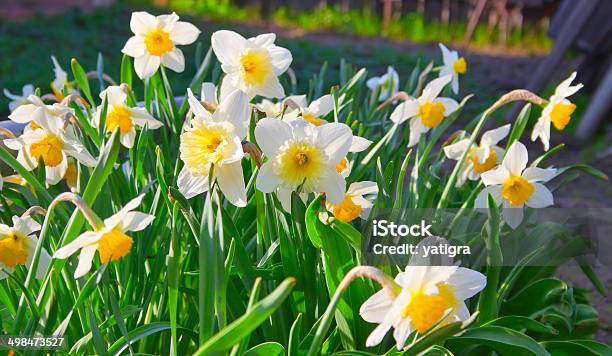 Spring Time Lush Blooming Daffodils Stock Photo - Download Image Now - Agricultural Field, Backgrounds, Beauty In Nature