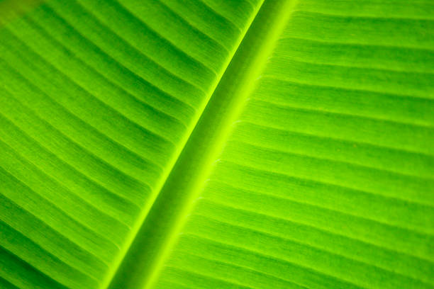istock Abstract of banana leaf background close up 498473843