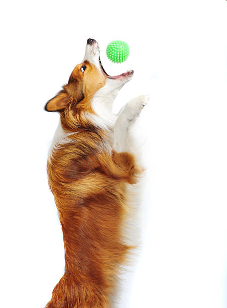 Dog playing with ball