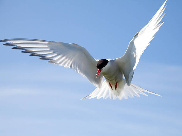 Arctic Tern (Sterna paradisaea) in flight Arctic Tern in flight, taken on Inner Farne island, Northumberland, England. farne islands stock pictures, royalty-free photos & images
