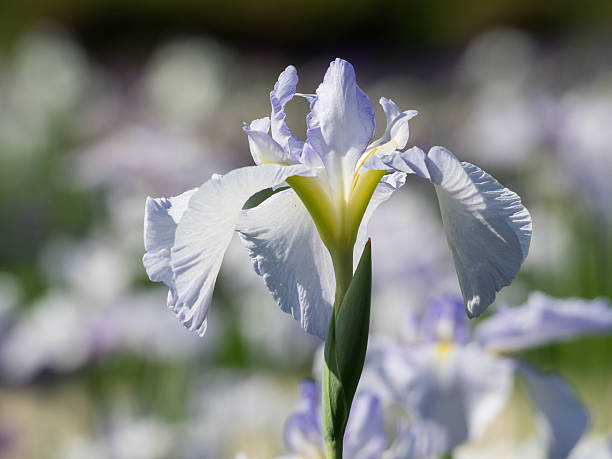 istock Beautiful Japanese iris in early summer 498474699