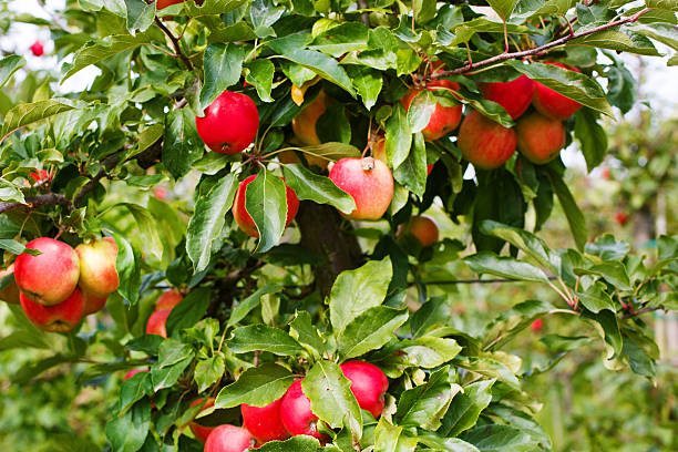 istock Red ripe apples on tree in orchard. 498474717