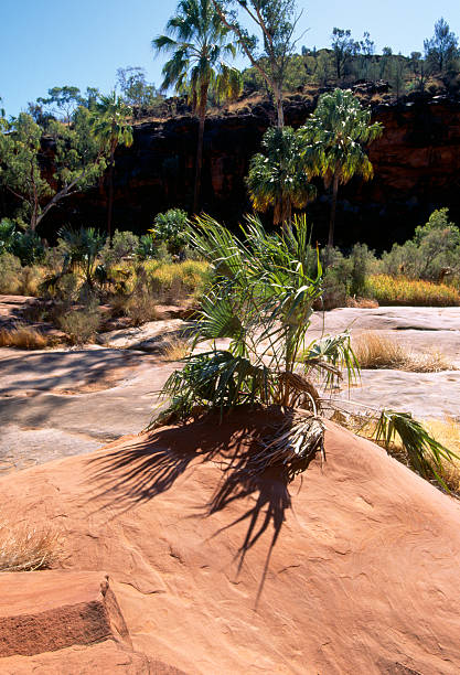 A native plant in Palm Valley, Northern Territory, Australia