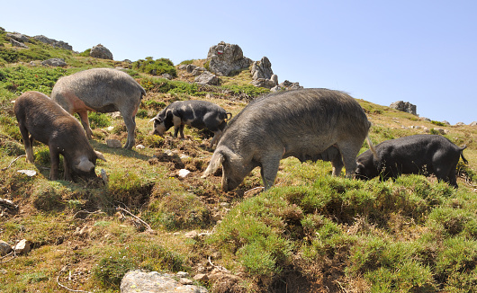 Pigs fed in a village in Georgia's Guria region
