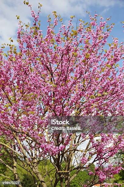 Cercis Siliquastrum Stockfoto und mehr Bilder von Baum - Baum, Baumblüte, Blüte