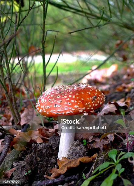 Dziki Amanita Muscaria Mushroom - zdjęcia stockowe i więcej obrazów Amanita parcivolvata - Amanita parcivolvata, Bez ludzi, Biały