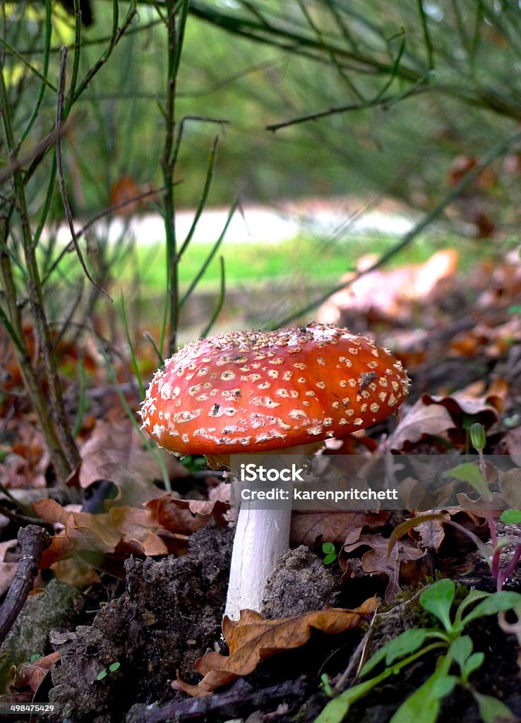 Amanita Muscaria cogumelos selvagens - Foto de stock de Agaricomycetes royalty-free