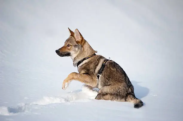 czechoslovakian wolfdog puppy